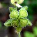 Cynoglossum offcinale